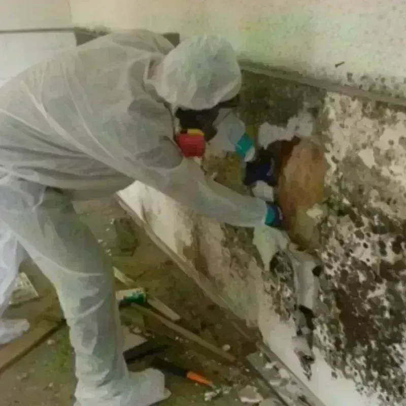 Mold Remediation and Removal in Merced County, CA